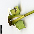 SpeciesSub: subsp. lomariifolia var. tenuifoliola